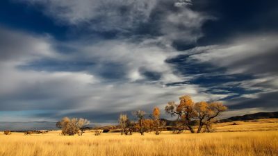 桔子视频自然纪录片截图，非洲大草原上狮群在金色夕阳下漫步，壮阔自然景观令人震撼
